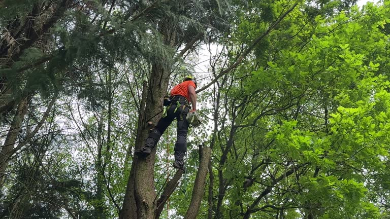 Reliable Hugo, MN Tree Removal and Landscaping Services Solutions